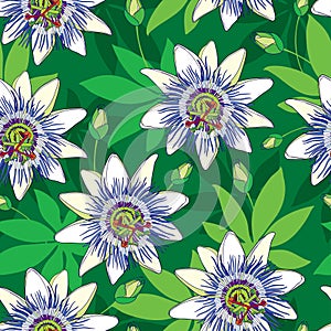 Vector seamless pattern with outline tropical Passiflora or Passion flowers in blue and white, bud and leaves on the green.