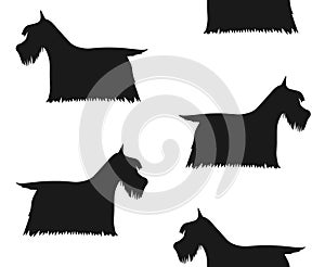 Vector seamless pattern of Scottish terrier