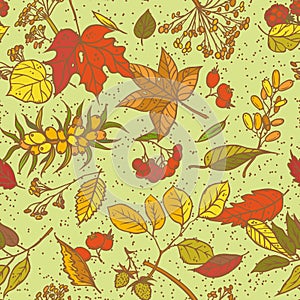 Vector seamless pattern sketch branches with autumn leaves, dried flowers and ripe berries. Colourful herbal graphics