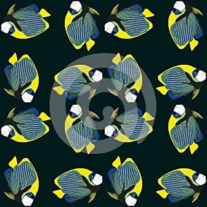 Vector seamless pattern from swim fish. Emperor angelfish