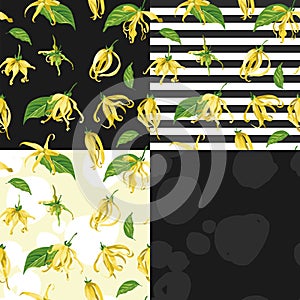 Vector seamless patterns set with ylang ylang on different backgrounds. Floral Texture with wild yellow tropical flowers.