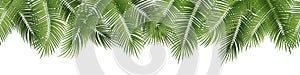 Vector seamless summer palm leaves on white background.