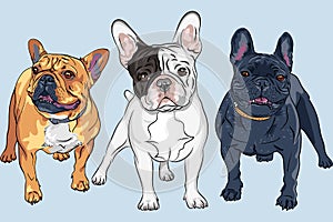 vector set 2 French Bulldog dogs