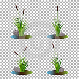 Vector set of 4 cattail stalk bushes in swamp water with stones on the side isolated on transparent background