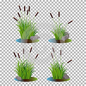 Vector set of 4 cattail stalk bushes in swamp water with stones on the side isolated on transparent background