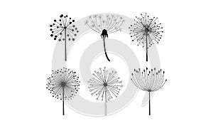 Vector set of 6 linear dandelion flowers with fluffy seeds. Floral theme. Decorative elements for postcard or notebook