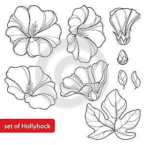 Vector set with Alcea rosea or Hollyhock flower photo