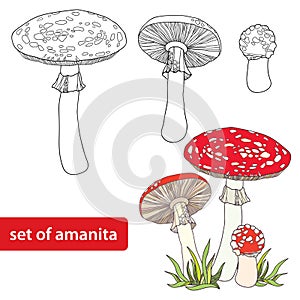 Vector set with Amanita or Fly agaric mushroom isolated on white background. Outline poisonous red-cup mushroom in line art
