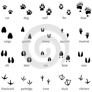 Vector set of 20 animal footprints icon