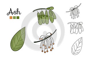 Vector set of ash tree elements isolated on white background