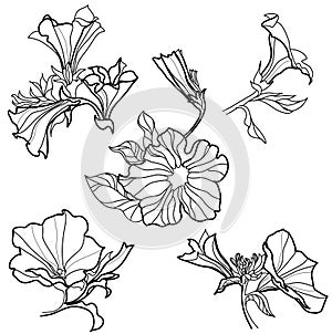 Vector set of bell-flowers