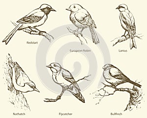 Vector set of birds: Bullfinch, Redstart, Nuthatch, Flycatcher,