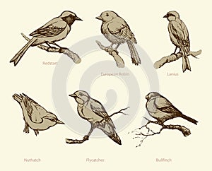 Vector set of birds: Bullfinch, Redstart, Nuthatch, Flycatcher,