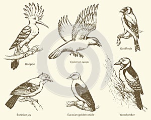 Vector set of birds: crow, hoopoe, oriole, woodpecker, jay, gold
