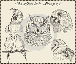 Vector set: birds - variety of vintage bird