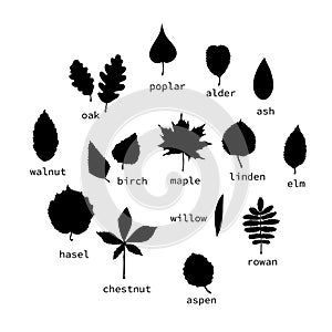 Vector set of black leaves silhouettes with text