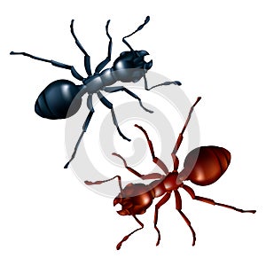 Vector set of black and red ants close up. 3D realistic illustration of domestic insects isolated on a white background