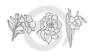Vector set of blooming garden flowers. Botanical drawings. Beautiful natural elements. Line art