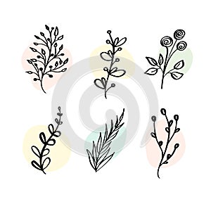 Vector Set botanic elements wildflowers, herbs. Collection garden and wild foliage, flowers, organic. Illustration isolated plants