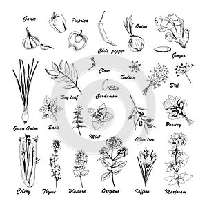 Vector set of botanic illustrations on white background. Hand drawn food collection with seasonings, herbs and vegetables.
