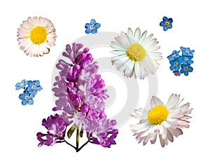 Vector set of branches of lilac daisy and forget-me-not flowers isolated on a white background.