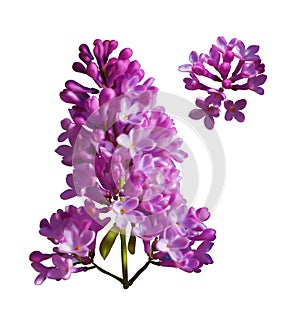 Vector set of branches of purple lilac flowers isolated on a white background.