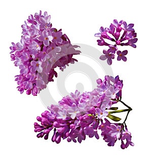 Vector set of branches of purple lilac flowers isolated on a white background.
