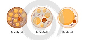 Vector set of brown, beige and white fat cells. Illustration of adipose tissue
