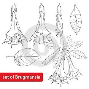 Vector set with Brugmansia arborea or Angels Trumpets, flower, bud and leaves isolated on white background. Contour style. photo