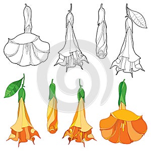 Vector set with Brugmansia arborea or Angels Trumpets outline flower and bud in orange and black isolated on white background.