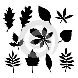 Vector set bundle of hand drawn leaves silhouette