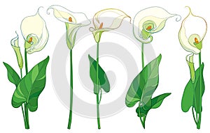 Vector set with Calla lily flower or Zantedeschia, bud and leaves in pastel color isolated on white background. Floral element.