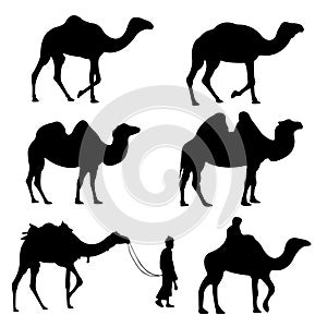 Vector set of camel silhouette