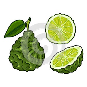 Vector Set of Cartoon Bergamot Fruits