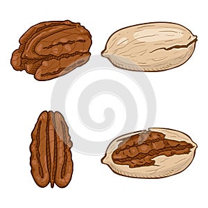 Vector Set of Cartoon Color Pecan Nuts