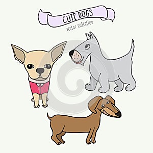 Vector set of cartoon dogs - dachshund, Scottish Terrier and chihuahua on white background.