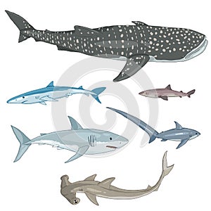 Vector Set of Cartoon Sharks