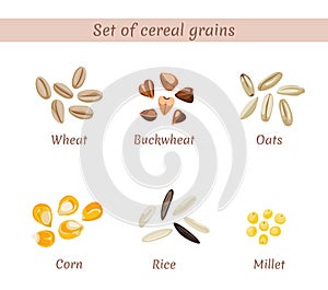 Vector set of cereal grains named. Wheat, buckwheat, oats, corn, rice and millet