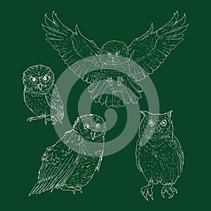 Vector Set of Chalk Sketch Owl Illustrations