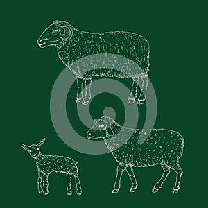 Vector Set of Chalk Sketch Ram, Sheep and Lamp