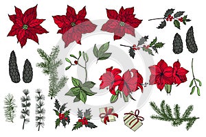 Vector set  with Christmas plants and flowers