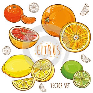 Vector set with citrus fruit: lemon, lime, orange, tangerine photo