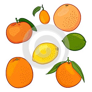 Vector Set of Citrus Fruits