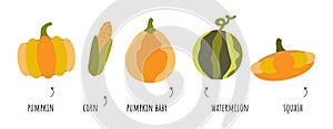 Vector set clip art of organic food, vegetables in flat style. Growing melons, watermelons, patissons. Set of pumpkin plants.