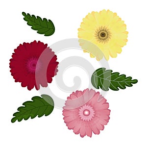 Vector set of colorful gerbera flowers