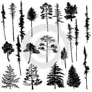 Vector set of conifer trees photo