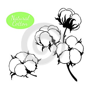 Vector set of cotton plant. Branch with flowers.