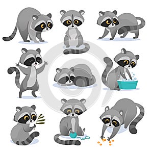 Vector set of cute raccoon characters in cartoon style isolated on white background