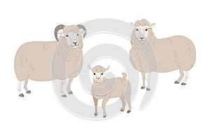 Vector set Cute Sheep and Ram isolated retro illustration. Standing Sheeps silhouette on white