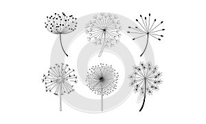 Vector set of dandelion flowers with fluffy seeds. Natural decorative elements in linear style